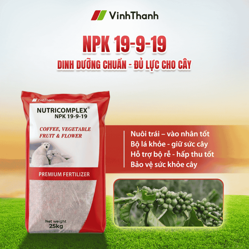 Nutricomplex NPK 19-9-19 phân bón dinh dưỡng cân đối cho cà phê giai đoạn nuôi trái mùa mưa