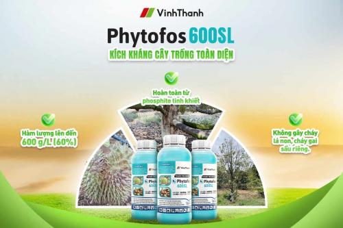 Phytofos 600SL – Giải pháp phòng trị nấm Phytophthora cho sầu riêng