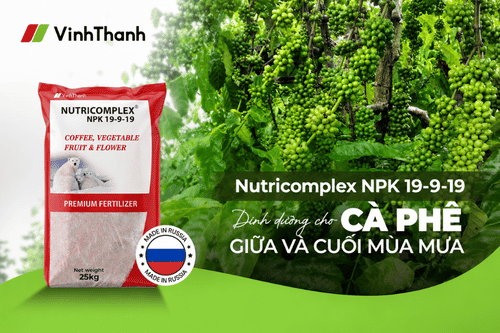 Nutricomplex NPK 19-9-19 – Dinh Dưỡng Cân Đối Cho Cà Phê Giữa Và Cuối Mùa Mưa